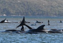Cientos de ballenas quedaron varadas en Australia. Ballenas en el mar.