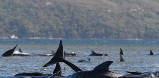 Cientos de ballenas quedaron varadas en Australia. Ballenas en el mar.