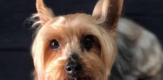 Rosarito podría tener su primer «Perro Parque». Perro Yorkie