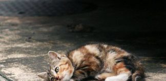 Cuidados para los gatos durante la pandemia. Gato