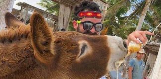 Emborrachaban a burrito en hotel de Tulum. Dan bebidas alcohólicas a burro en hotel de Tulum