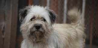 Las «perreras» ya no son como antes. Tú puedes salvar a un animalito. Invitan a la adopción de perros