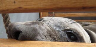 Reintegraron a cría de foca elefante marino a su hábitat en Ensenada. Cría de foca elefante marino del norte