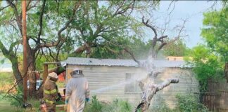 Hombre muere mientras era atacado por abejas en Texas. Hombre es atacado por abejas en Texas