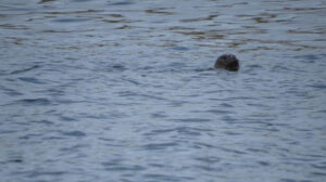 La cría de foca elefante marino del norte ya en su hábitat