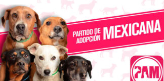 Refugio mexicano de animales destapa a sus «candidatos». Partido de Adopción Mexicana PAM