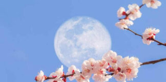 La Superluna de Flores está muy cerca de presentarse. Superluna de flores