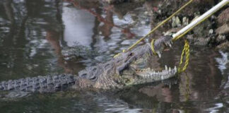 Cocodrilo mata a mujer que lavaba ropa en laguna mexicana. Cocodrilo siendo capturado