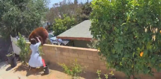 VIDEO: Joven enfrenta a mamá oso por salvar a sus perros. Joven defiende a sus perros de un oso