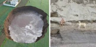 FOTOS: Rescatan a perritos atrapados en el socavón gigante de Puebla. Rescatan a perros del socavón en Puebla