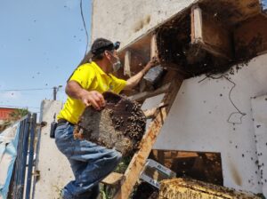 Aurelio Rodríguez quitando un panal de abejas