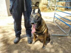 Beto, uno de los mejores elementos K9 en Baja California