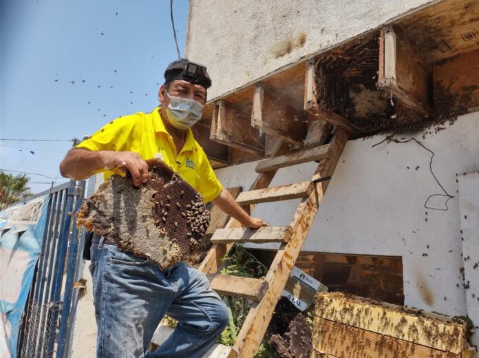 El señor abeja de Tijuana, Aurelio Rodríguez