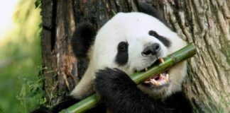 Oso panda deja de estar en peligro de extinción, China revela cómo lo hizo. Oso panda comiendo bambú