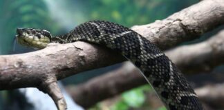 Víbora brasileña ayudaría a combatir el covid-19 con su veneno. Víbora en un árbol