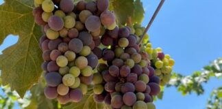 Vinícola bajacaliforniana gana dos medallas de oro en competencia mundial. Elaboración de vino en el Valle de Guadalupe
