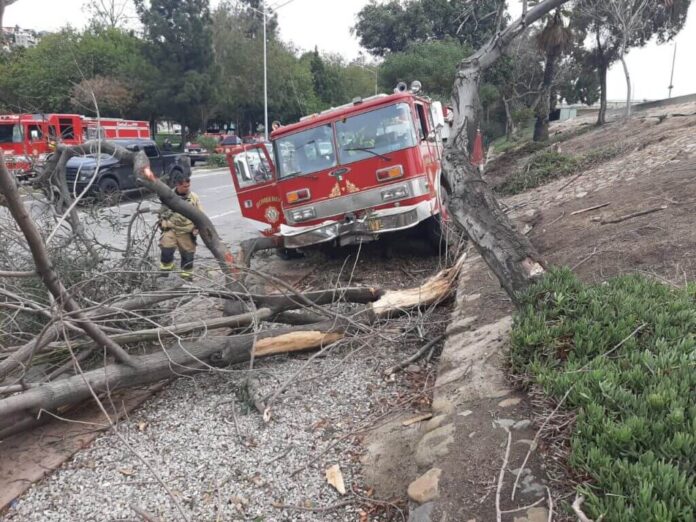 Bombera se estrelló contra árboles