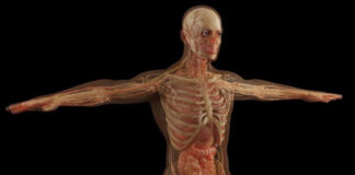 Descubren científicos una nueva parte del cuerpo humano. Anatomía del cuerpo humano