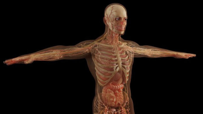 Anatomía del cuerpo humano