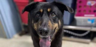 Familia abandona a perro por ser “gay”. Familia abandona a perro por ser gay