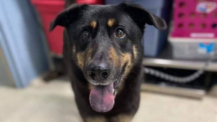Familia abandona a perro por ser gay Familia abandona a perro por ser gay