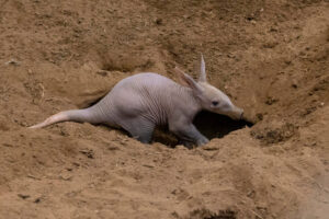 Cerdo hormiguero del San Diego Zoo