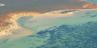 Descubren la planta más grande del mundo en Australia. Costas de Australia