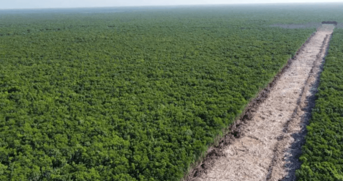 Devastación de la selva para el proyecto del Tren Maya
