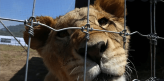 VIDEO: Encuentran casi 200 felinos maltratados en México.