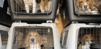 FOTOS: Rescatan a 4 mil perros beagles de un criadero. La mayoría de los perros eran iguales