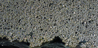 Aparecen muertos miles de peces en laguna de Mexicali. Aparecen miles de peces muertos en la laguna México de Mexicali. Foto de Víctor Medina