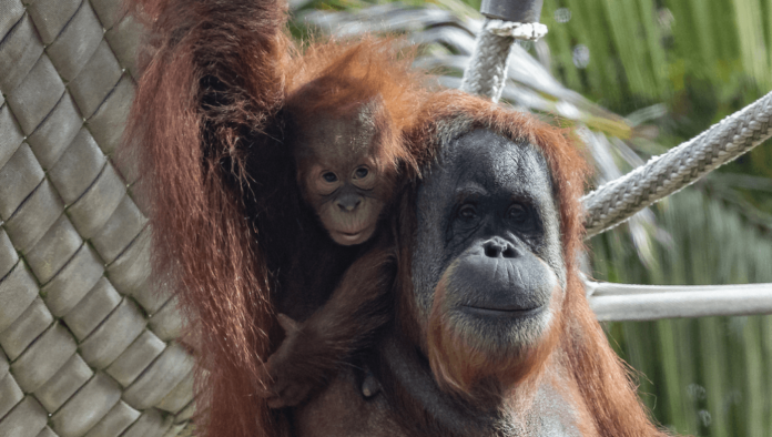Bebé Orangután en peligro de extinción