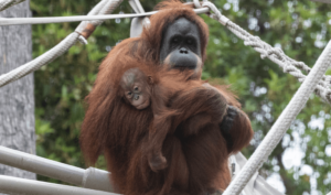 Bebé Orangután en peligro de extinción prospera en el San Diego Zoo
