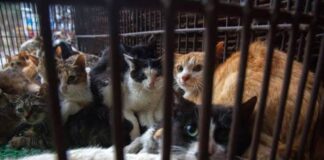 En China rescataron a 150 gatos destinados al consumo humano. En China rescatan a 150 gatos destinados al consumo humano