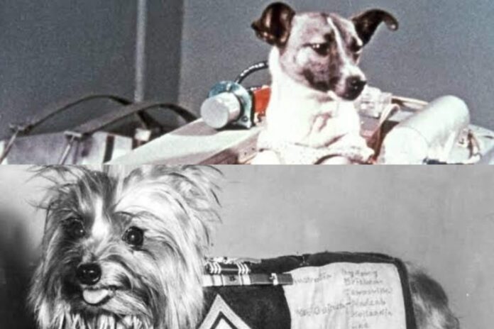 Perritos que han hecho historia en el mundo
