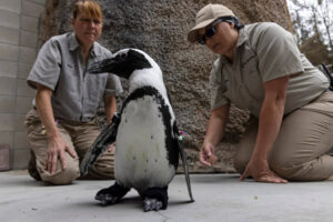 Pingüino del San Diego Zoo recibe botas ortopédicas