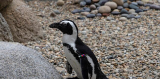Pingüino del San Diego Zoo recibe “botas” ortopédicas. Pingüino recibe botas ortopédicas