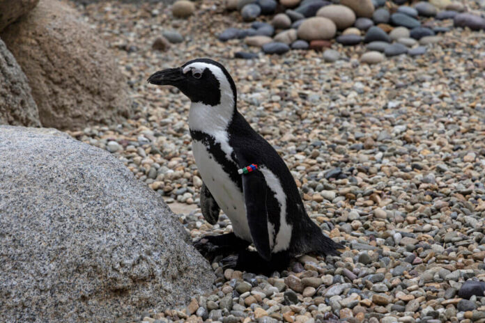 Pingüino recibe botas ortopédicas Pingüino recibe botas ortopédicas