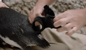 Pingüino recibe botas ortopédicas en el San Diego Zoo