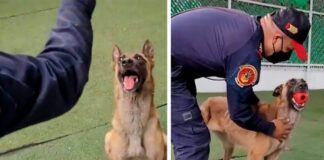 Policías rescataron a perrita abandonada y ahora es parte de la unidad canina. Policías rescatan a perrita abandonada y ahora forma parte de la Unidad Canina