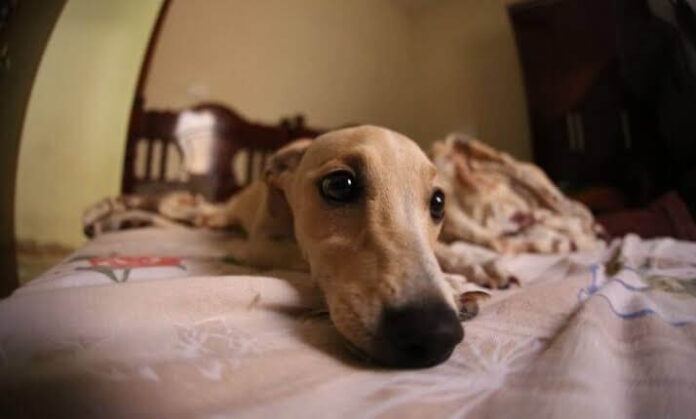 Primer caso de viruela del mono en un perro; dueños pudieron haberlo contagiado.