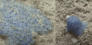 Descubren raras criaturas azules en el fondo del mar. Blue goo