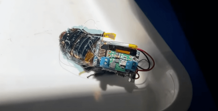 Buscan controlar cucarachas para rescatar personas en terremotos