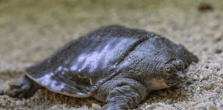 FOTOS: Salvan a tortugas en peligro de extinción en San Diego.