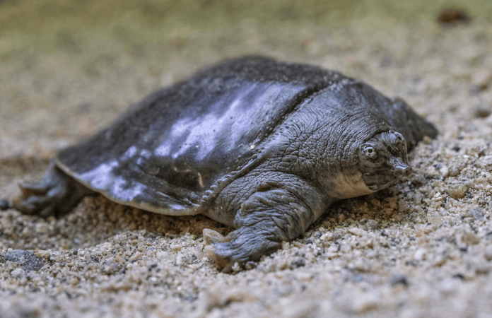 Tortuga