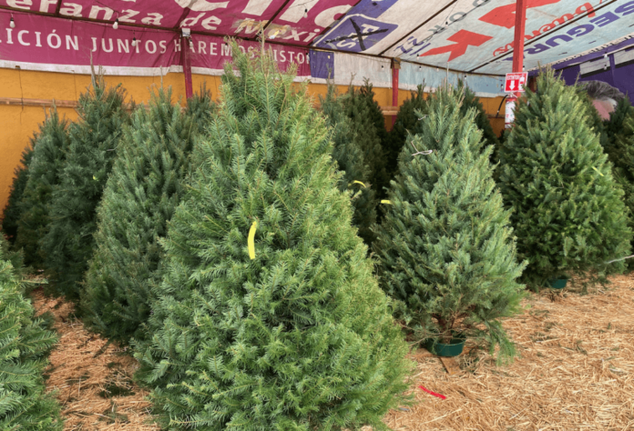 Arbolitos navideños Arbolitos navideños