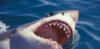 VIDEO: Tiburón casi devora a científica en Hawái. Tiburón