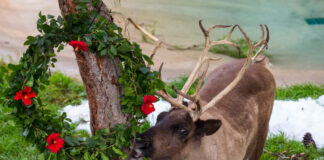 La navidad llegó al San Diego Zoo y Safari Park. La navidad llegó al San Diego Zoo y Safari Park