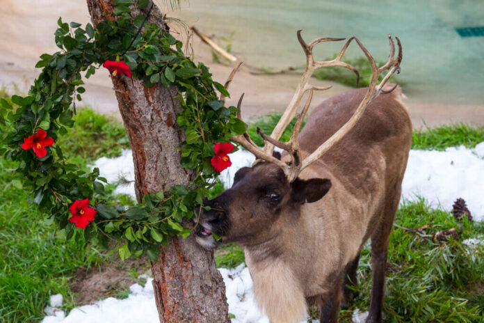 La navidad llegó al San Diego Zoo y Safari Park