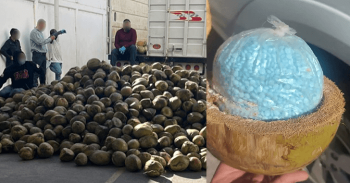 Narcos en Sonora quisieron traficar droga en cocos